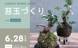 【ワークショップ】6/28㈰ ｜GREEN WORK SHOP 苔玉づくり｜自然素材モデルハウス「KIBACO_noki05」