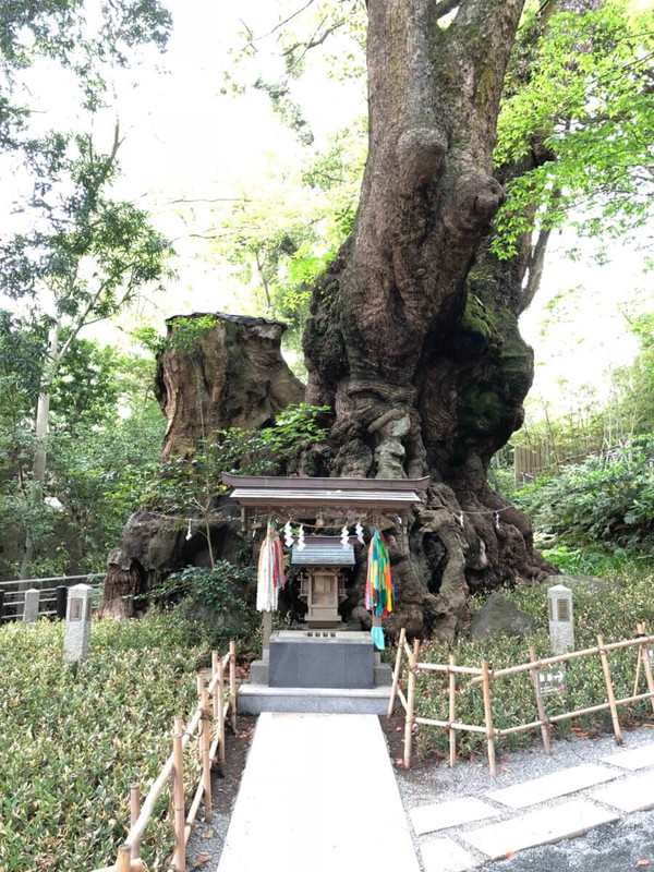 熱海　来宮神社の『大楠』