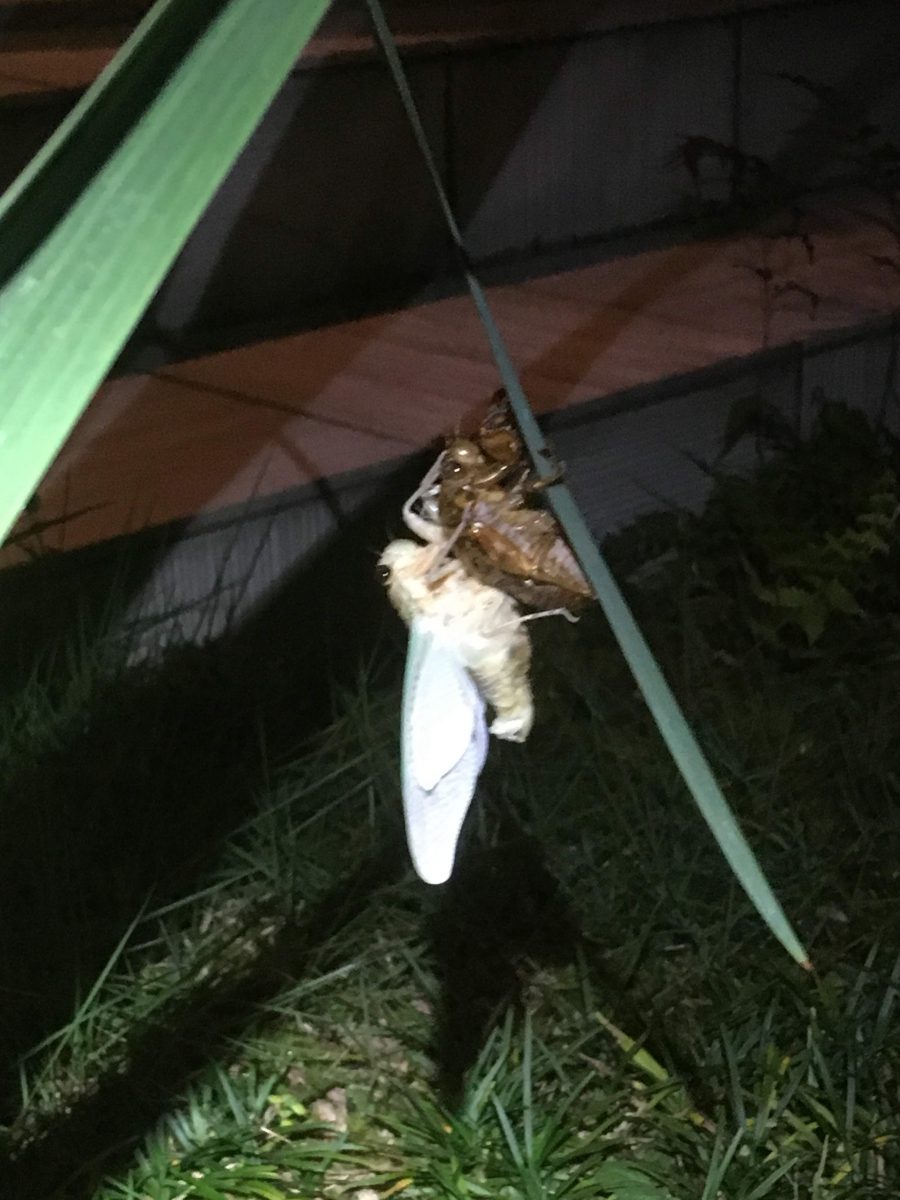 【蝉の羽化】HIBIKI富士店