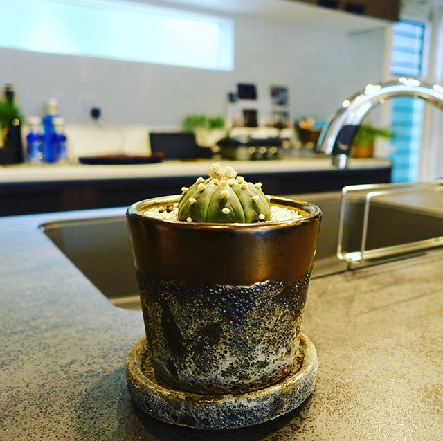 観葉植物と暮らす。...空間を彩るインテリアグリーン。家具や生活雑貨とともにコーディネートしてみてはいかがでしょうか？.ヤマ造園多肉植物 ¥500+TAX〜お取り扱いしております。.#グリーンのある暮らし #インテリアグリーン #多肉植物