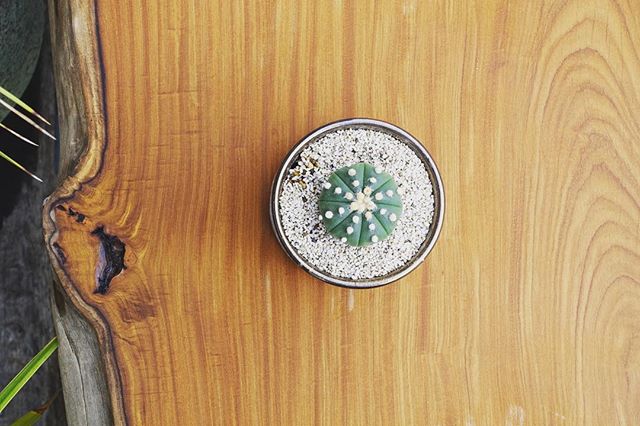 アフロモシアMUKU-TEN無垢一枚板、新入荷!チークと色・杢目が似ていることから「アフリカンチーク」とも呼ばれるアフロモシア。真っ直ぐで素直な杢目に辺の節がアクセントになっている幅広ダイニングテーブルに最適な一枚板です! ◆MUKU-TEN アフロモシア.アフリカンチークW1950×D850〜950×T47¥230,000+TAX#mukuten ☜その他無垢板情報はこちらをcheck!#無垢一枚板 #無垢板 #テーブル#アフロモシア#アフリカンチーク #アメサラ#ダイニングテーブル #新商品