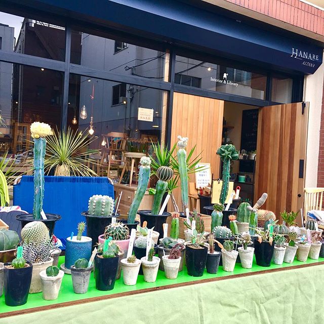 .<br />
おはようございます！<br />
本日は #テーブルマーケット 。<br />
ハナレアルタナとアルタナカフェ(@altana_cafe )、共に9:00よりオープンです！<br />
.<br />
ハナレでは、ヤマ造園さんによるグリーン即売会のほか、木っ端・ハギレ市、アウトレットセールを開催中です。<br />
︎︎︎<br />
＼本日だけの購入特典！／<br />
①【3,000円以上お買い上げの方に】<br />
リサイクルウッドキーホルダープレゼント！<br />
②【1,000円以上お買い上げの方に】<br />
カフェにて使える野菜詰め放題チケットプレゼント！<br />
︎︎︎<br />
皆様のご来店、お待ちしております！<br />
.<br />
#テーブルマーケット #多肉植物販売<br />
#ハギレ #木っ端 #セール<br />
#購入特典 #野菜詰め放題 <br />
#インテリアショップ #静岡家具 #雑貨