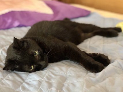 ペットと暮らす住まい