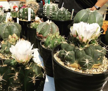 ALTANAテーブルマルシェ本日です！