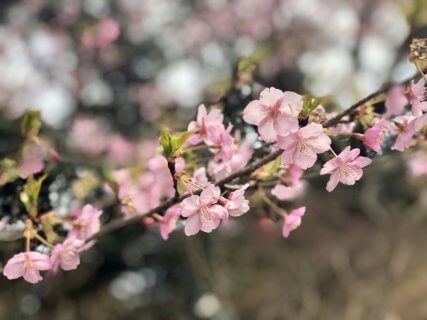 選挙、お花見、見学会。新生活スタート！【沼津支店】