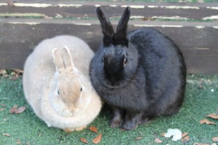 ～かわいい動物とあそぼう！！～