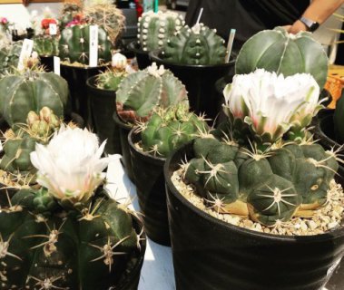 ふじさんめっせでサボテン狩り！