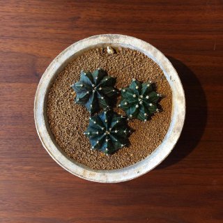 ５月３日はちびっこマーケット！