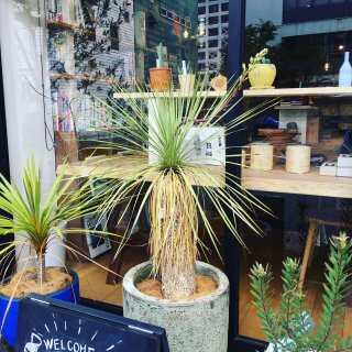 多肉植物から花や芽が!!