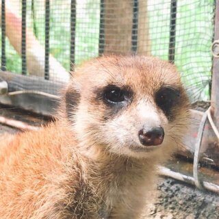 バスツアーで動物園に行こう！