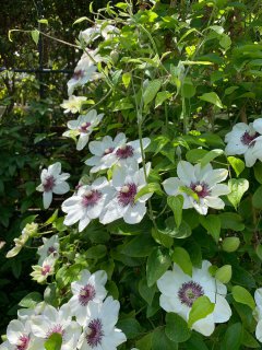 クレマチスとミッフィー展