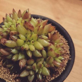 ～多肉植物日記vol.1　鯱～