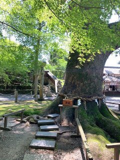 事任八幡宮の御神木【リフォーム・リノベ】