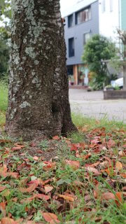 こよみだより：10月　神無月　