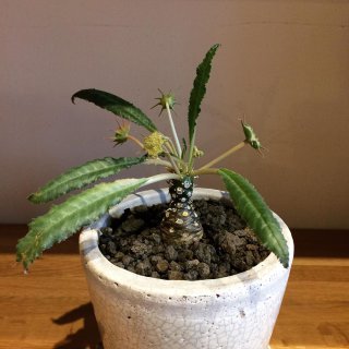 今にも動き出しそうな植物 ・ 個性的な植物 ご用意しております。