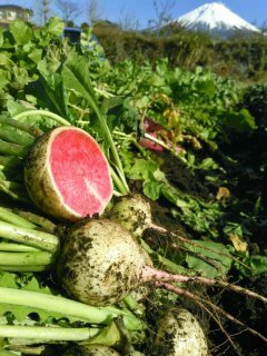 \\  今週末はお野菜もりもり召し上がれ　//