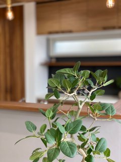 グリーンインテリアの木の家　今週末がご覧いただけるラストチャンスです(^^)【藤枝支店】