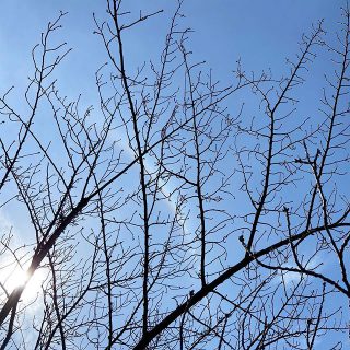 蕾

花開く頃

春はもうすぐ。

四季薫る街　富士見台

お問い合わせは
Besso ALTANA
☎︎0545-67-3939へ

#空#蕾
#photography 
#openhouse 
#モデルハウス
#ベッソアルタナ
#別荘#五感#体感#休日

#富士山のある風景 
#玄関#お出迎え
#家具#インテリア
#心地よい空間
#心地よい暮らし 
#パッシブデザイン
#デザイン
#第一建設
#一枚板
#マイホーム計画中
#家づくり
#間取り
#収納術 
#子育て
#ファミリー
#富士市イベント
#静岡イベント
#富士市
@livingd_works_daiichikensetsu