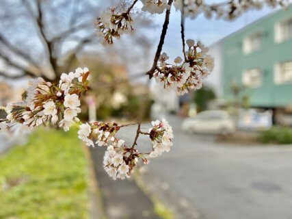 桜が咲くから♪