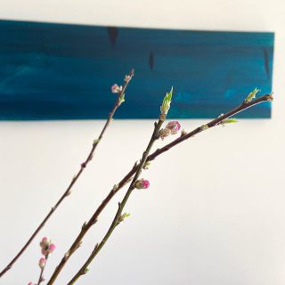 3月３日　桃の節句
おめでとうございます。

Besso  ALTANAは
火•水定休日となります。

お問い合わせは
お電話でお願いいたします。
Besso ALTANA☎︎0545-67-3939

#3月#桃の節句 
#暮らしを楽しむ
#初節句#節句#桃の花
#体感#五感#美しさ#心地よさ

#展示会#モデルハウス
#アート#花のある暮らし 
#暮らし#心地よい暮らし 
#リビングインテリア 
#パッシブデザイン
#デザイン
#HIBIKIの家
#間取り
#収納術
#一枚板
#家具
@livingd_works_daiichikensetsu 
@livingd_kibaco_03
#マイホーム計画中
#openhouse
#富士市
#静岡
#別荘