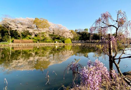 藤の花も開いてきました(^^)【藤枝支店】