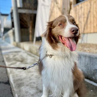 今日も逢えたね♬
.
ご近所で暮らすマックス君
賢いボーダーコリーちゃん
毛色も瞳色も美しいでしょ♪ ☞飼い主さんとお散歩中の所を
お写真撮らせていただきましたよ☺︎
今日も穏やかな富士見台の風景でした。
.
.

#ボーダーコリー
#イザベラホワイト
#bessoaltana 
#モデルハウス
#日常の風景 
#四季薫る街
#富士見台
#街
#散歩
#ウォーキング
#犬のいる暮らし 
#ワンダフルライフ 
#富士山のある風景 
#第一建設
#家づくり
#マイホーム計画中
#子育て
#ファミリー
#暮らしの提案
@livingd_works_daiichikensetsu
@livingd_fudousan_chintai