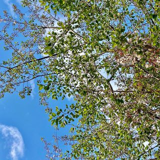 4/18土曜日　大雨のち晴れ☀︎
.
降り続いた雨もやみ
見上げれば澄んだ青空♬
.
.
.
#春
#青空
#桜の木の下で
.
#富士市