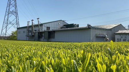 『今日の風景🌱』 Besso ALTANAは富士山の南麓に位置し、周辺地区には茶畑が広がります。

今日は良く晴れました。茶畑では鮮やかな黄緑色の柔らかな葉が、風に吹かれ揺れていました。

この辺りは温暖な気候に恵まれ、4月中旬より一番茶の摘採がはじまりますよ。

#静岡茶
#おうち時間を楽しむ 
#お茶の時間にしましょうか 
#茶畑
#新茶
#新芽
#お茶
#撮影

#4月
#風景
#春風
#富士市
#沼津市
#富士山
#静岡
#暮らし
#暮らしを楽しむ
#japan #tea
#japanesefood