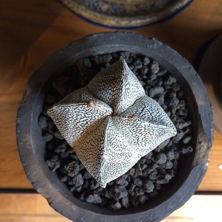 ✴︎愛嬌のあるカタチ和菓子みたいですね😆・【ヤマ造園】ランボー玉Astrophytum myriostigama¥3,000+税・次回営業日は5/22(金)になります。・＜5/22(金)ご予約可能時間帯＞.※5/18(月)現時点①11:00〜12:30②13:00〜14:30③15:00〜16:30・フリーでご来店の際にはお待ちいただく場合がございます。空いていれば1組ずつのご案内をさせていただきます。家具打合せのご来店は、スムーズなご案内の為、ご予約をおすすめいたします🙇🏻‍♀️ ・・感染症予防対策の為、何卒ご理解、ご協力のほどよろしくお願い申し上げます。#ハナレアルタナ#インテリアショップ#グリーンのある暮らし #ヤマ造園#ランボー玉#astrophytummyriostigma #多肉植物#インテリアグリーン#富士市