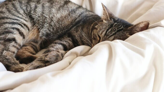 『例えば、「猫」を検索すると。』