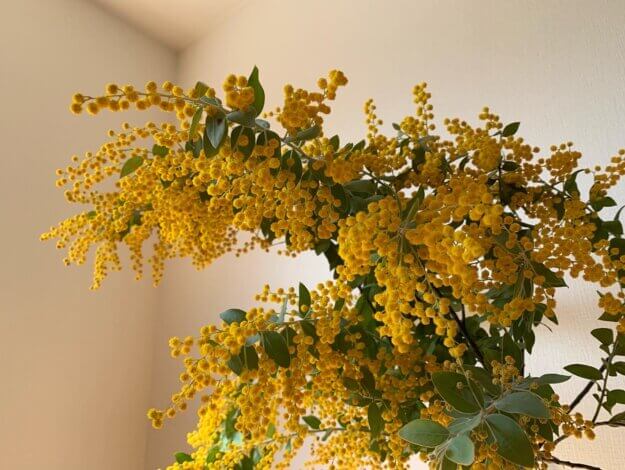 黄色いもふもふがかわいい”アカシア”を飾って【リフォーム・リノベ】