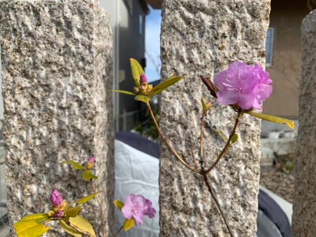 春のPickup！完成見学会やイベント、ワークショップいかがですか？【リフォーム・リノベ】