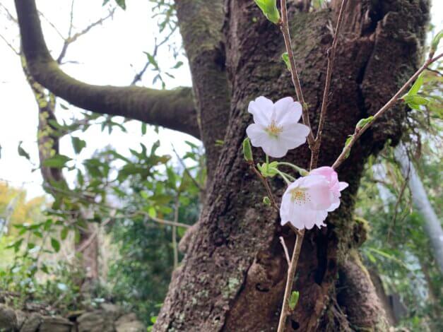 桜、ひらく。【リフォーム・リノベ】