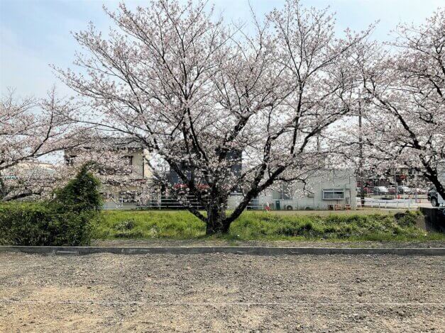 『桜』の花舞う地鎮祭