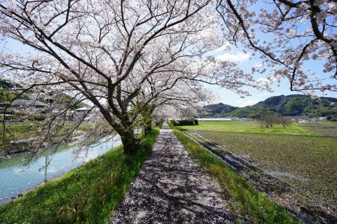家族で『桜並木』を散歩！