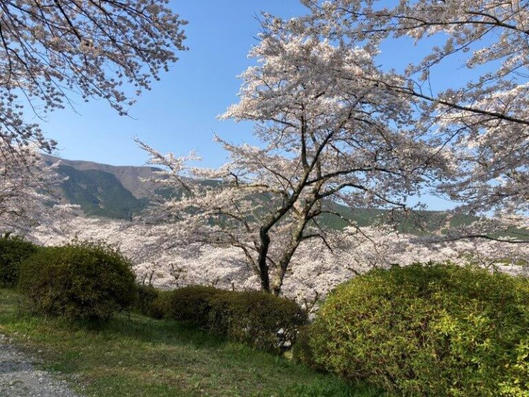 冨士霊園の桜を見に行って来ました。