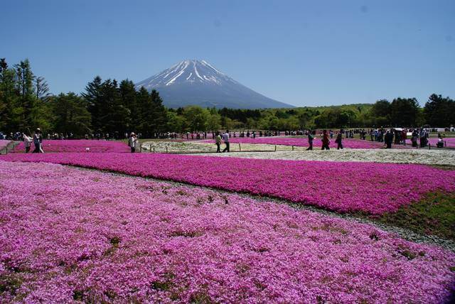心が癒される富士芝桜まつり
