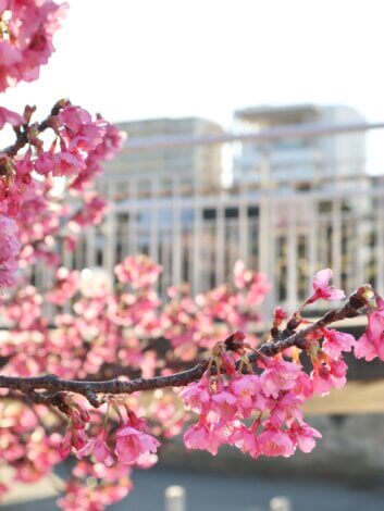 『香貫公園では、早咲きの桜が咲いていました。＊静岡県沼津市』