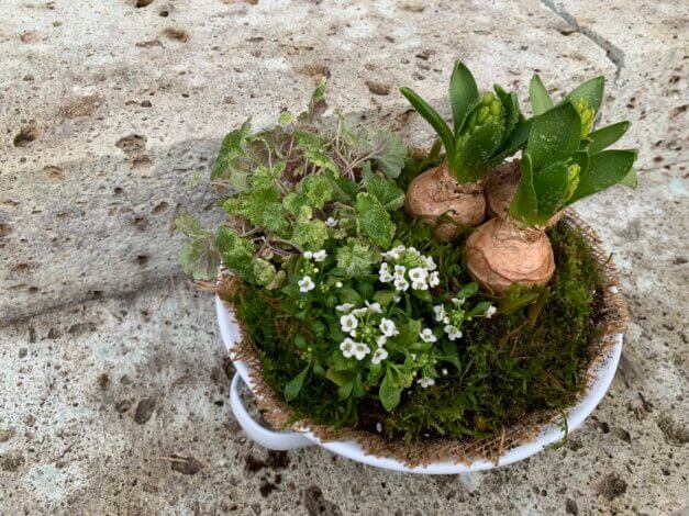 日々のこと。白いコランダーも可愛い春の寄せ植えキット【山本ブログ】