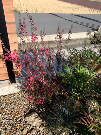 春がやってきます🌼【富士市森島モデルハウス KIBACO】