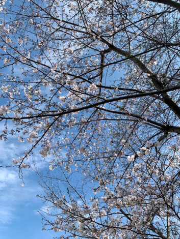 桜が咲いていました🌸【富士市富士見台 自社分譲地】