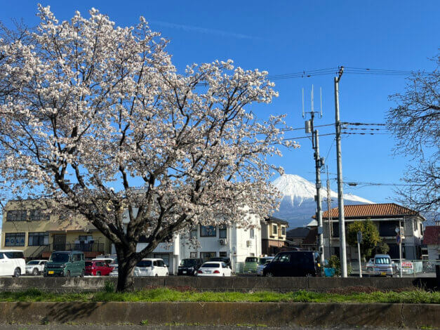 桜ｋが咲いていました🌸【富士支店】