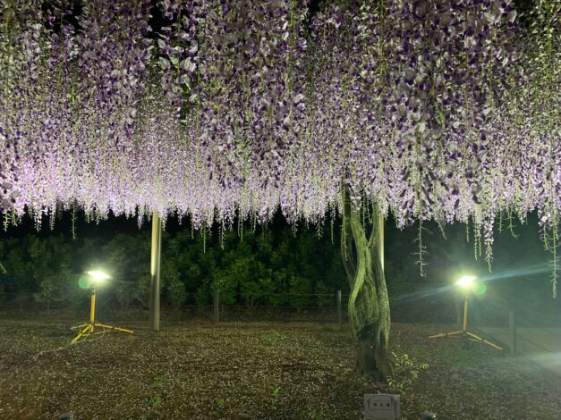 蓮華寺池公園の藤棚、もうすぐリフォーム現場お引渡し【山本ブログ】