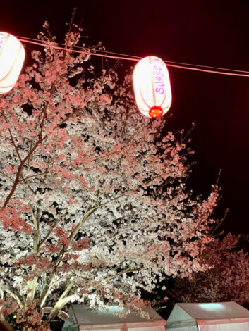 満開の桜【静岡祭りに行ってきました】