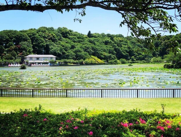 新緑を愉しむ『蓮華寺池公園』