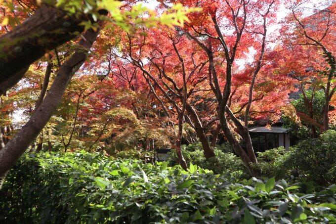 MOA美術館茶の庭紅葉熱海