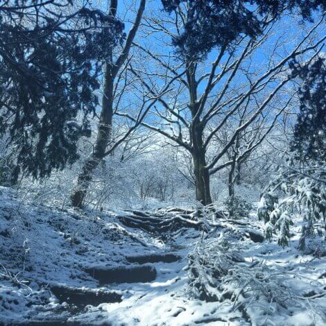 幕山・梅林・雪山【藤枝支店】