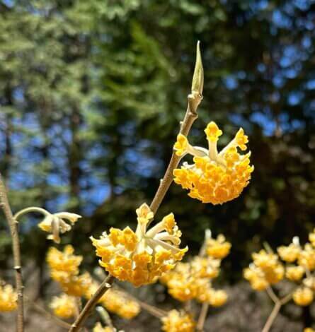 春の訪れ　ミツマタ【藤枝支店】