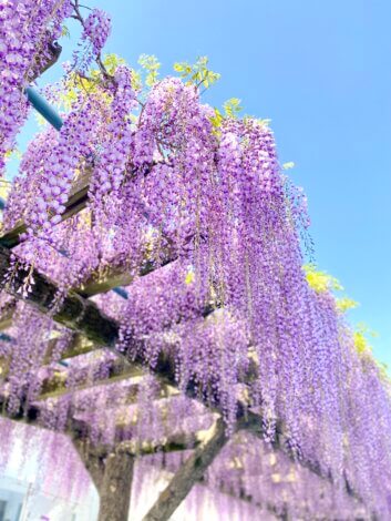 藤枝では藤が見頃です！【藤枝支店ブログ】