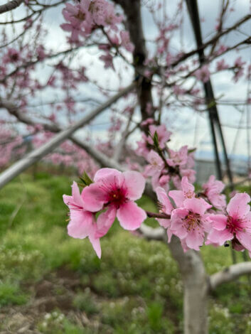 新年度！今年もよろしくお願いします🌸